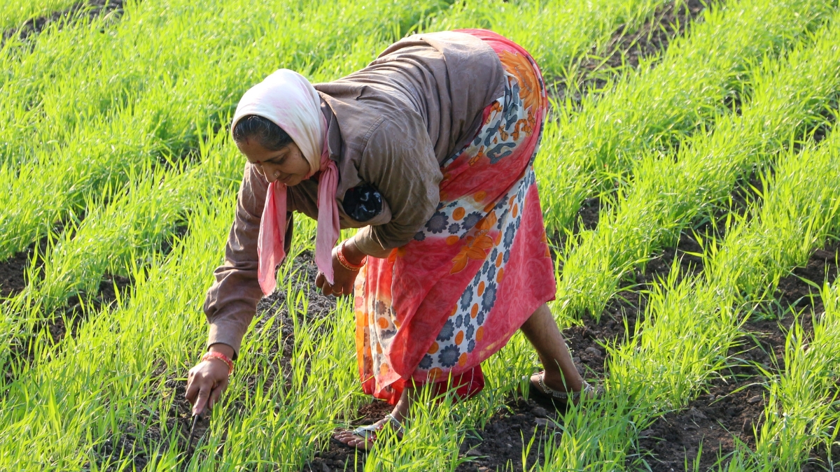 Kisan Yojana 2025: किसानों की बल्ले-बल्ले जल्द आएगी 12वीं किस्त, हर साल मिलेंगे ₹12,500