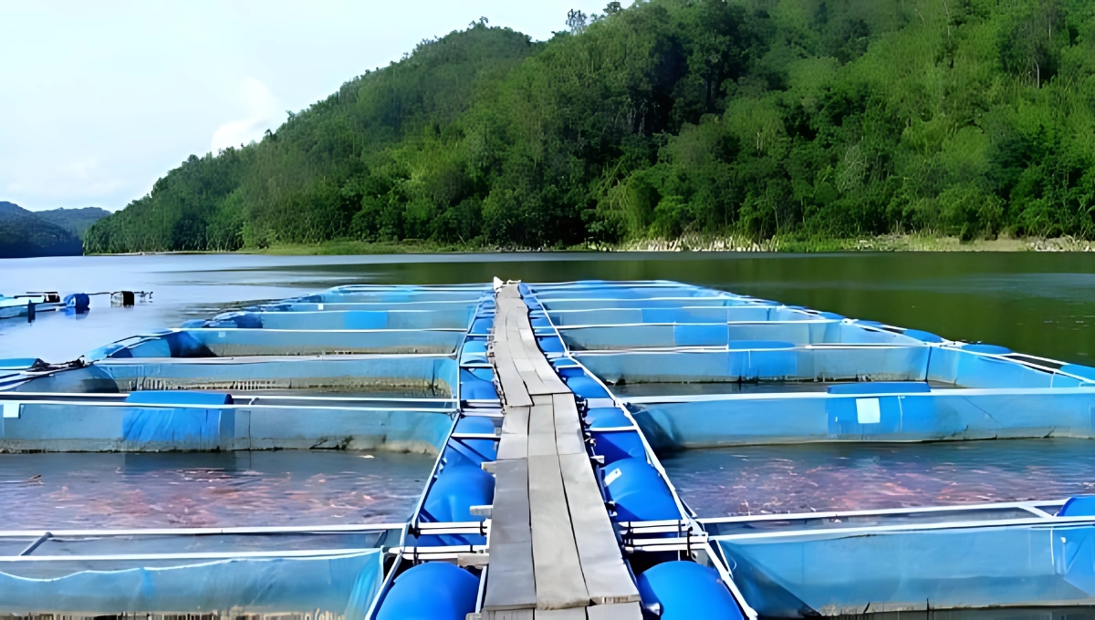 महिलाओं और किसानों के लिए सुनहरा मौका Fish Farming Loan Yojana 2025 का पूरा फायदा उठाएं